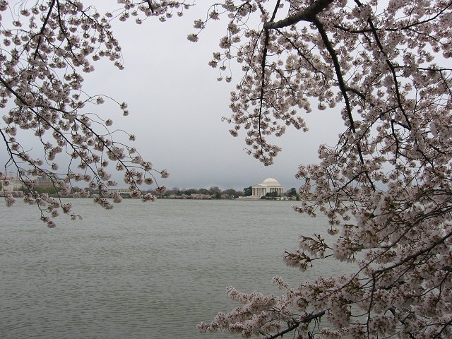 Jefferson Memorial during Cherry Blossom Festival, Washington, DC