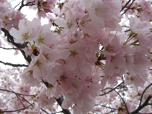 Cherry blossoms, Washington, DC