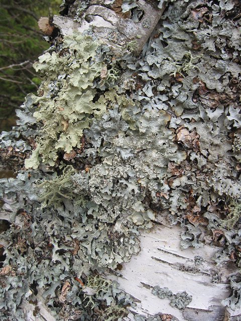 Bark and lichen on paper birch, Duluth, Minnesota