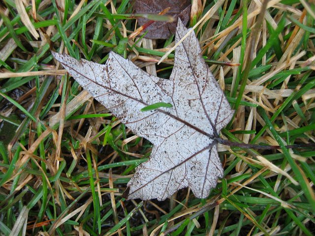 Maple leaf in spring grass, Duluth, Minnesota