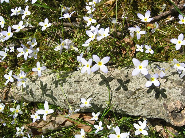 Flowers in the sun, Billy Goat Trail Section C, near Carderock, Great Falls National Park, Maryland