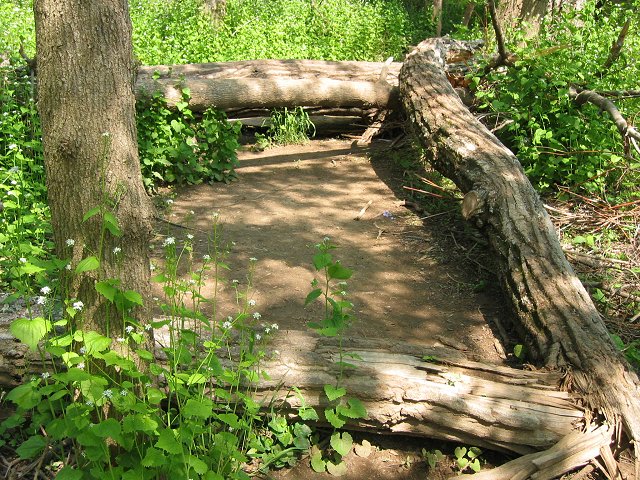 Fallen trees along Billy Goat Trail Section C, near Carderock, Great Falls National Park, Maryland