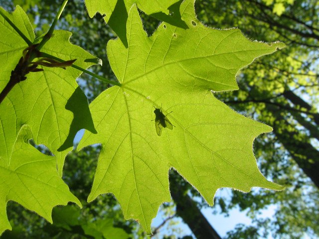 Fly on leaf, Billy Goat Trail Section C, near Carderock, Great Falls National Park, Maryland