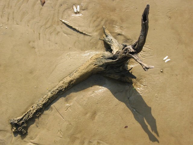 Driftwood on the beach, Wicomico River, Northern Neck, Virginia