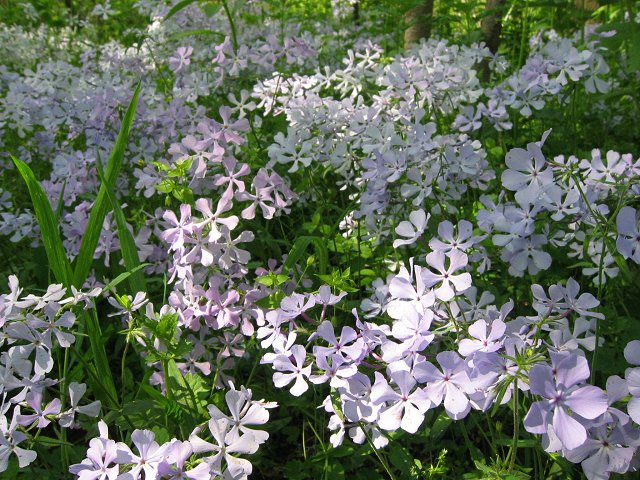 Flowers along Billy Goat Trail, section C, Great Falls, Maryland