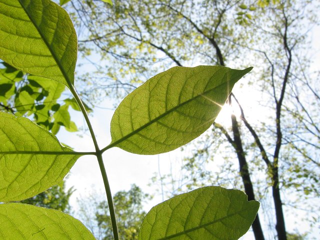 Leaf along Billy Goat Trail, section C, Great Falls, Maryland