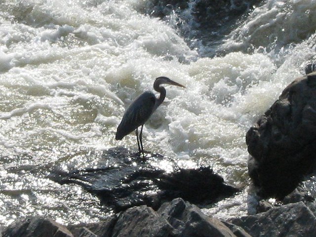 Blue heron on Potomac River rocks, Great Falls, Maryland