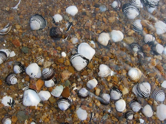 Shells at water's edge, Billy Goat Trail section A, Great Falls National Park, Maryland
