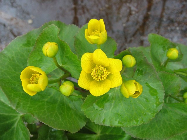 Buds and flowers, Duluth Airport, Minnesota