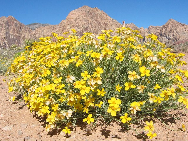 Desert flowers, outside Las Vegas, Nevada