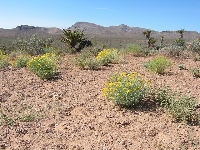 Desert flowers, outside Las Vegas, Nevada