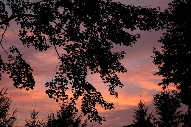 Summer sunset through trees, Dunkirk, Maryland