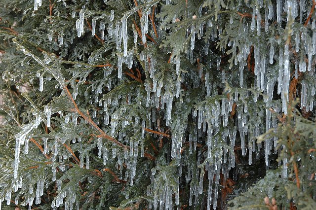 Icicles on evergreen, Duluth, Minnesota